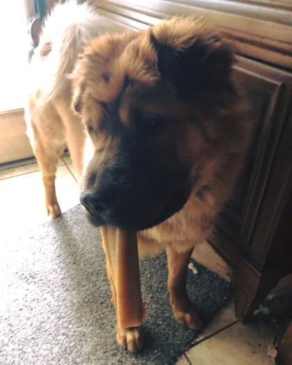 Lancel, Adoptable, Adult Female Shar-Pei & Mixed Breed.