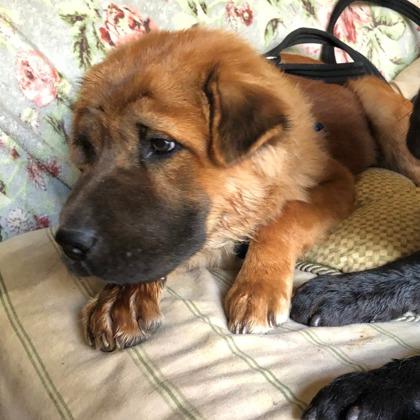 Enlarge Lancel, a Adoptable mixed breed in Fort Worth, TX image 1/3