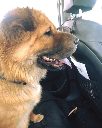 Enlarge Lancel, a Adoptable mixed breed in Fort Worth, TX image 2/3