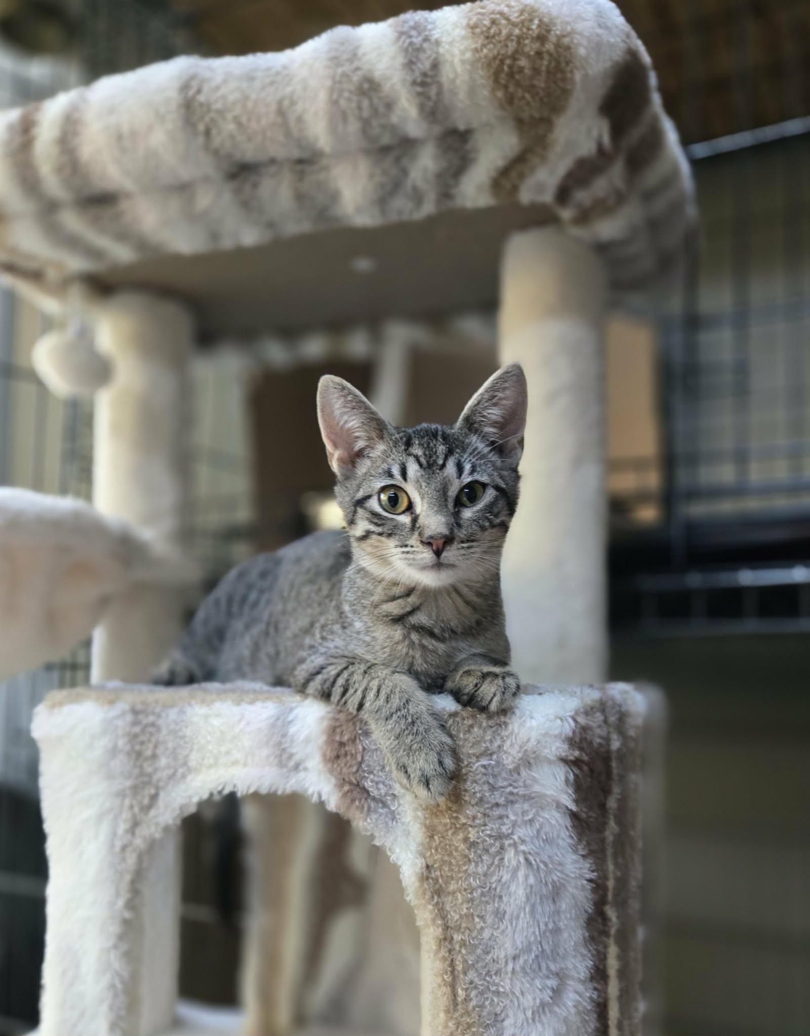 Herman, Adoptable, Kitten Male Domestic Short Hair & Tortoiseshell.