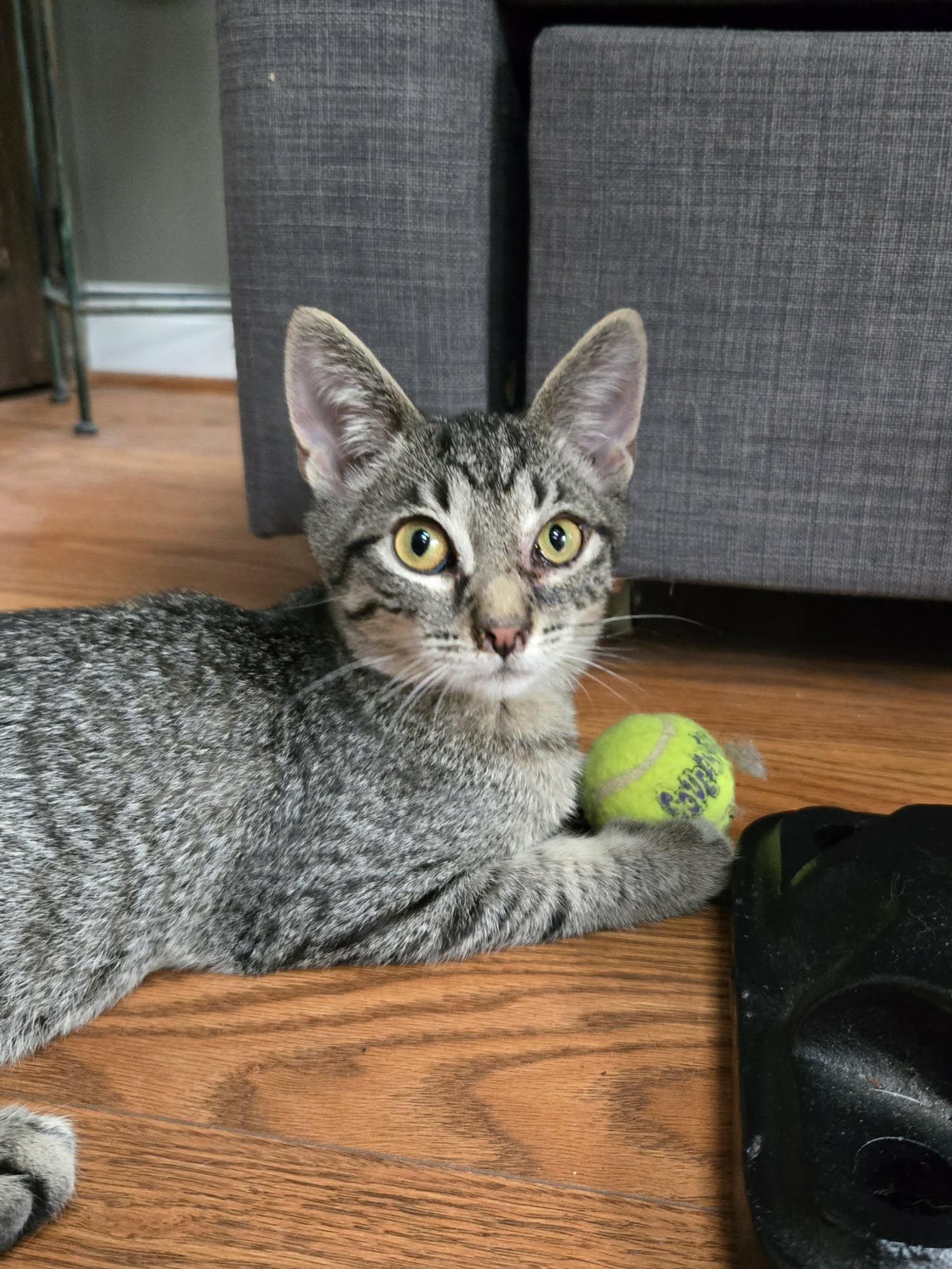 Enlarge Herman, a Adoptable mixed breed in Rochester, NY image 3/3