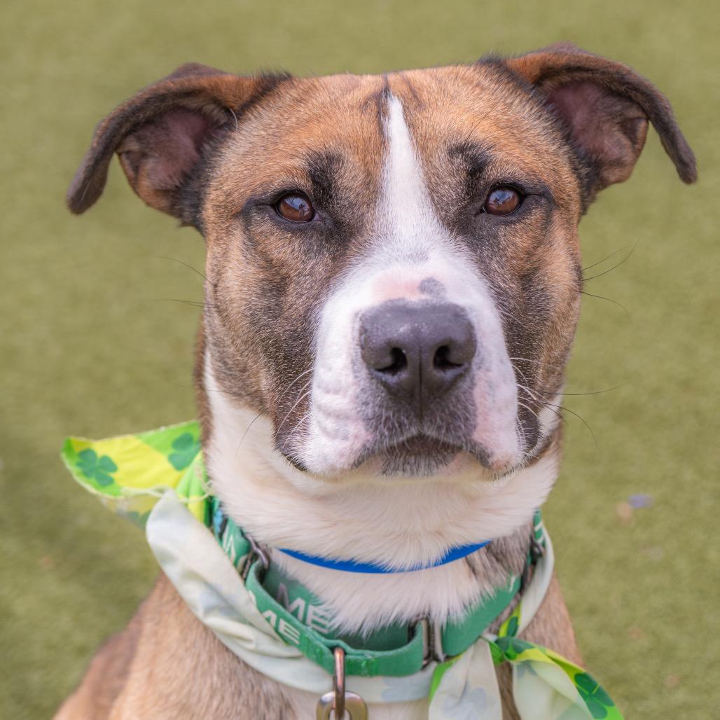 Detroit, Adoptable, Adult Male Pit Bull Terrier & Mixed Breed.