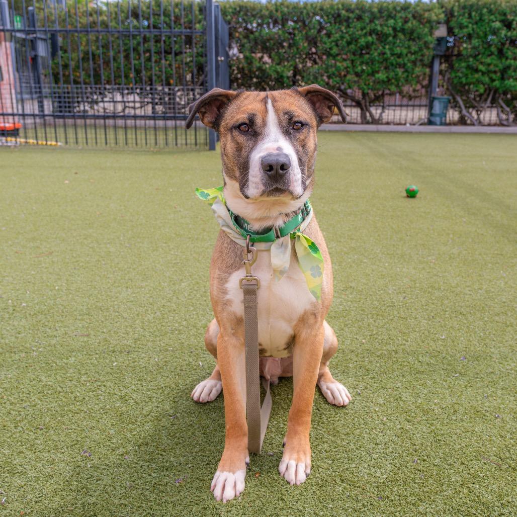 Enlarge Detroit, a Adoptable mixed breed in Albuquerque, NM image 2/4