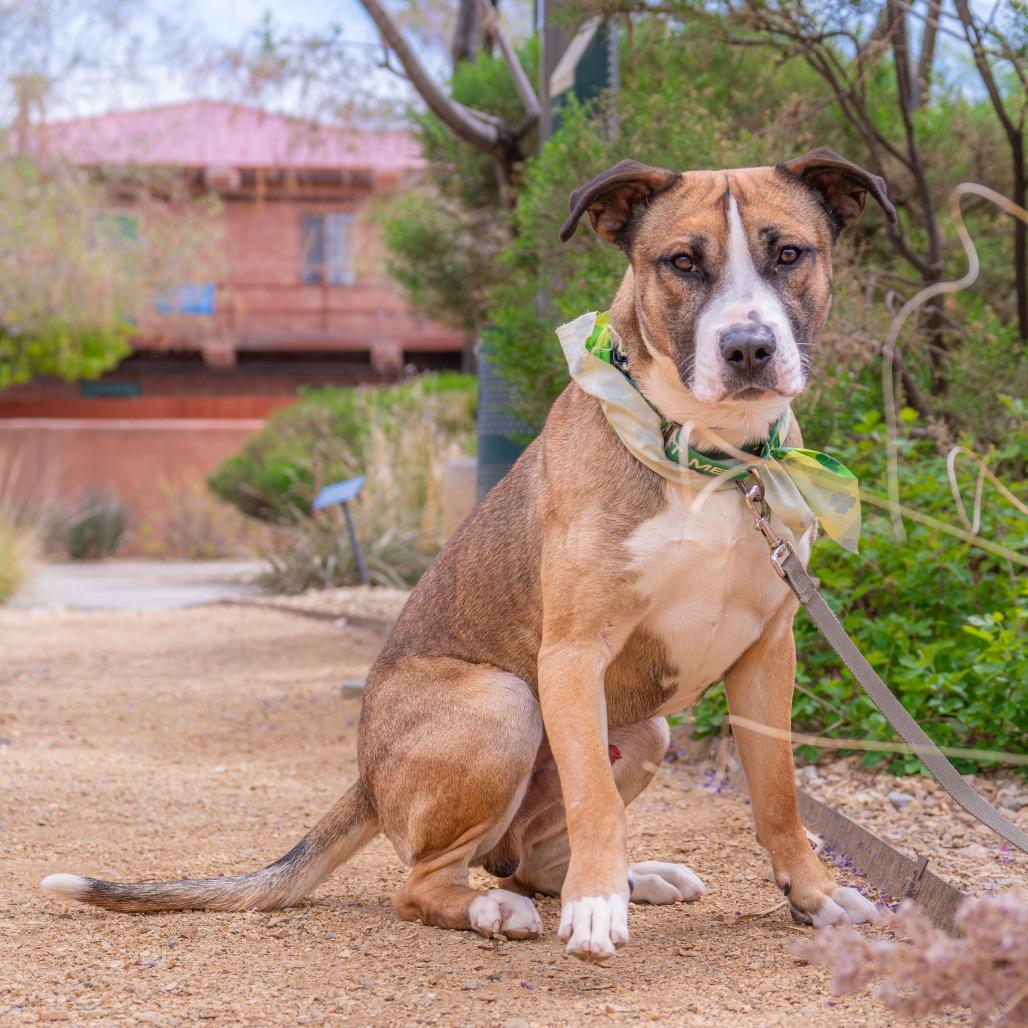Enlarge Detroit, a Adoptable mixed breed in Albuquerque, NM image 3/4