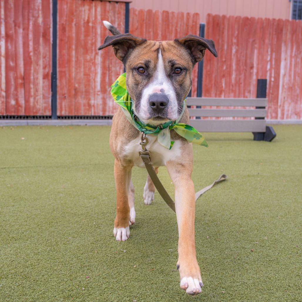 Enlarge Detroit, a Adoptable mixed breed in Albuquerque, NM image 4/4