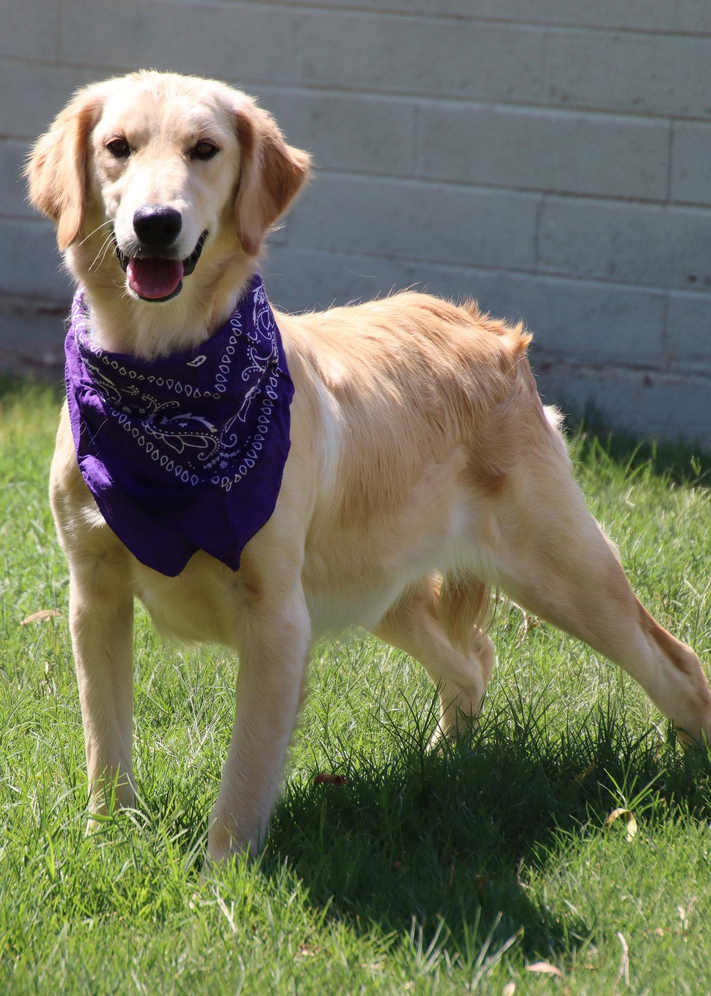 Enlarge Lacey, a Adoptable mixed breed in Glendale, AZ image 2/3