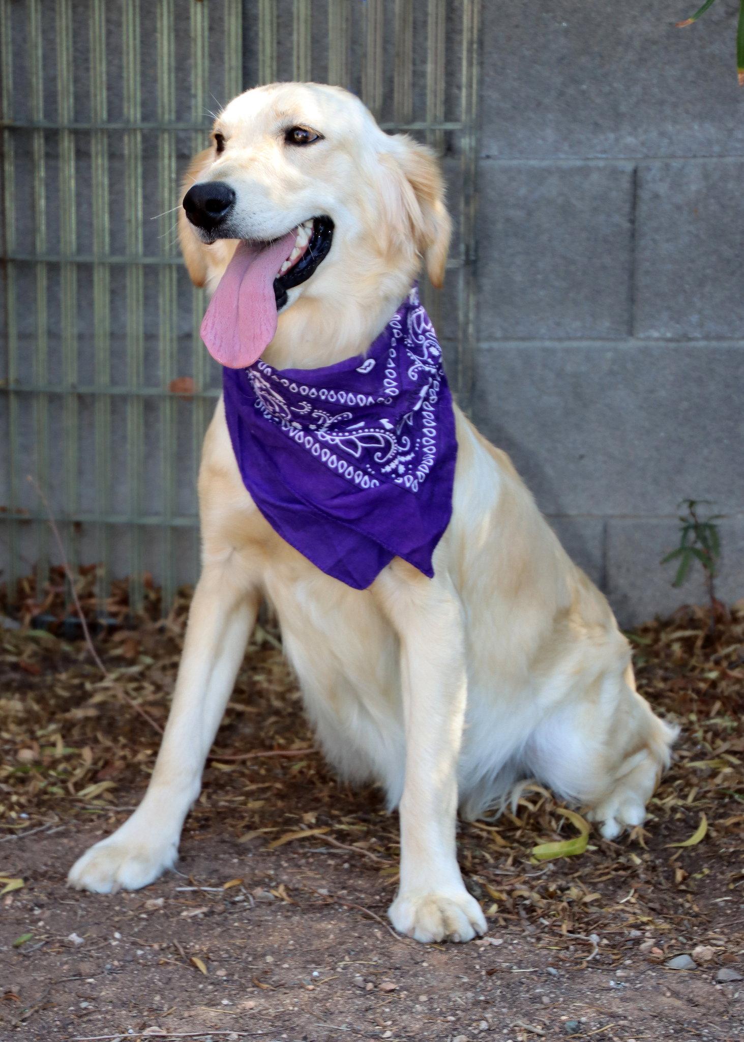 Enlarge Lacey, a Adoptable mixed breed in Glendale, AZ image 3/3