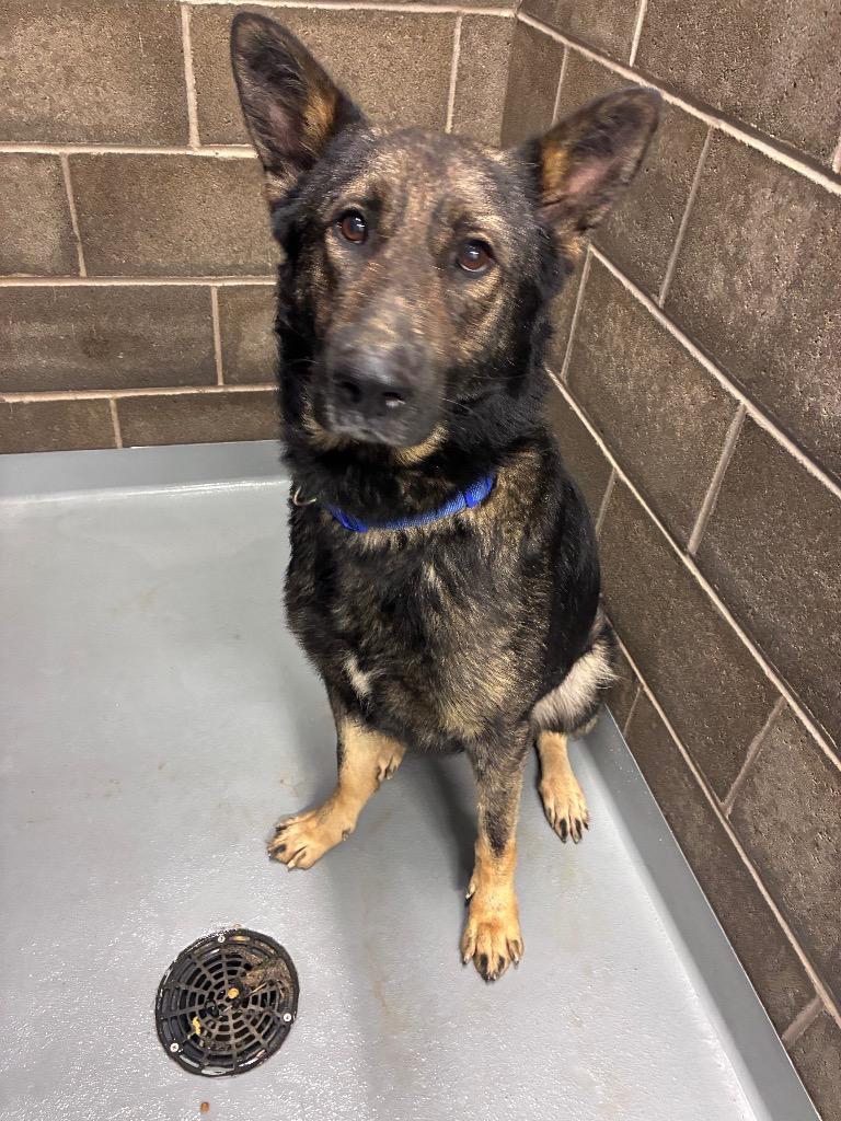 Enlarge Bear, a Adoptable German Shepherd Dog in Cobden, IL image 1/1