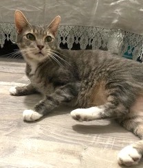 Catnip, Adoptable, Adult Male Tabby.