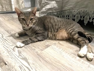 Enlarge Catnip, a Adoptable mixed breed in Sarasota, FL image 3/12