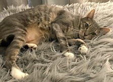 Enlarge Catnip, a Adoptable mixed breed in Sarasota, FL image 4/12