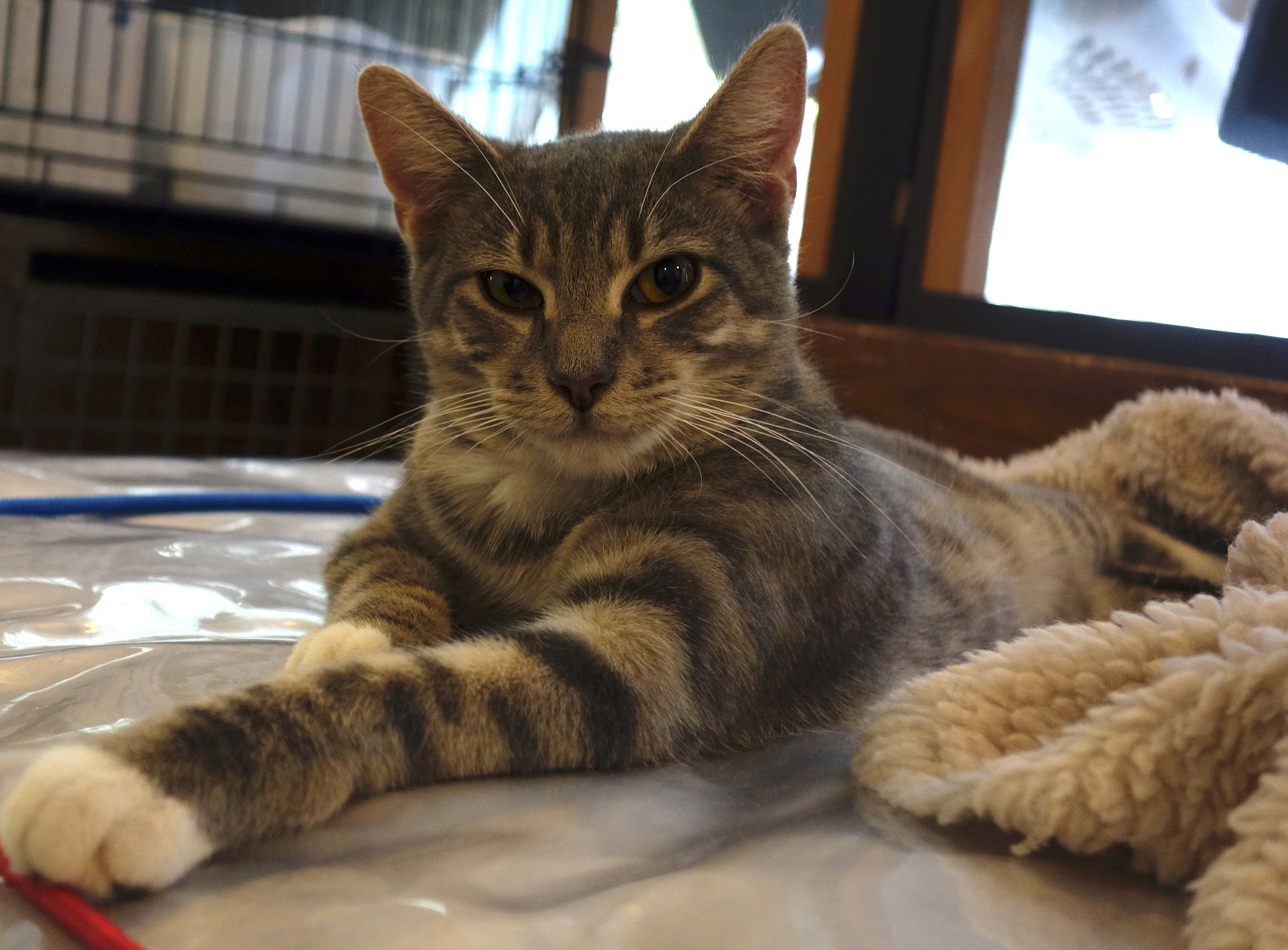 Enlarge Catnip, a Adoptable mixed breed in Sarasota, FL image 5/12