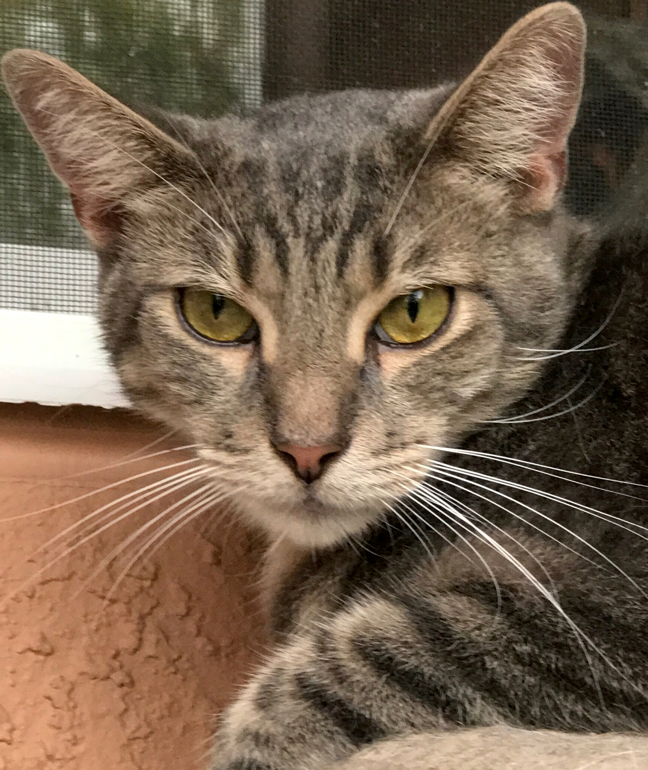 Enlarge Catnip, a Adoptable mixed breed in Sarasota, FL image 6/12