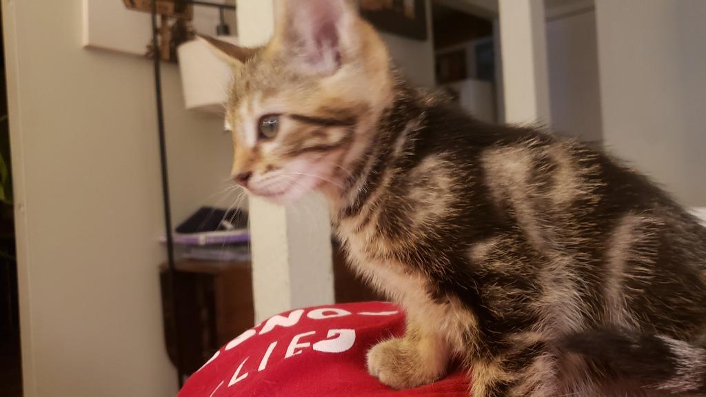 Clark, Adoptable, Kitten Male Domestic Short Hair.