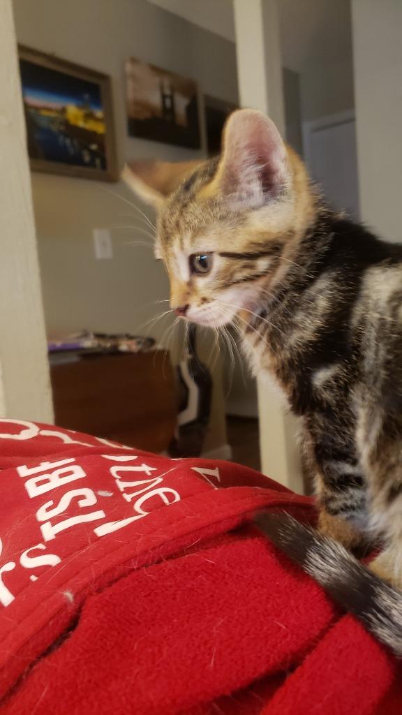 Enlarge Clark, a Adoptable mixed breed in Merriam, KS image 2/2