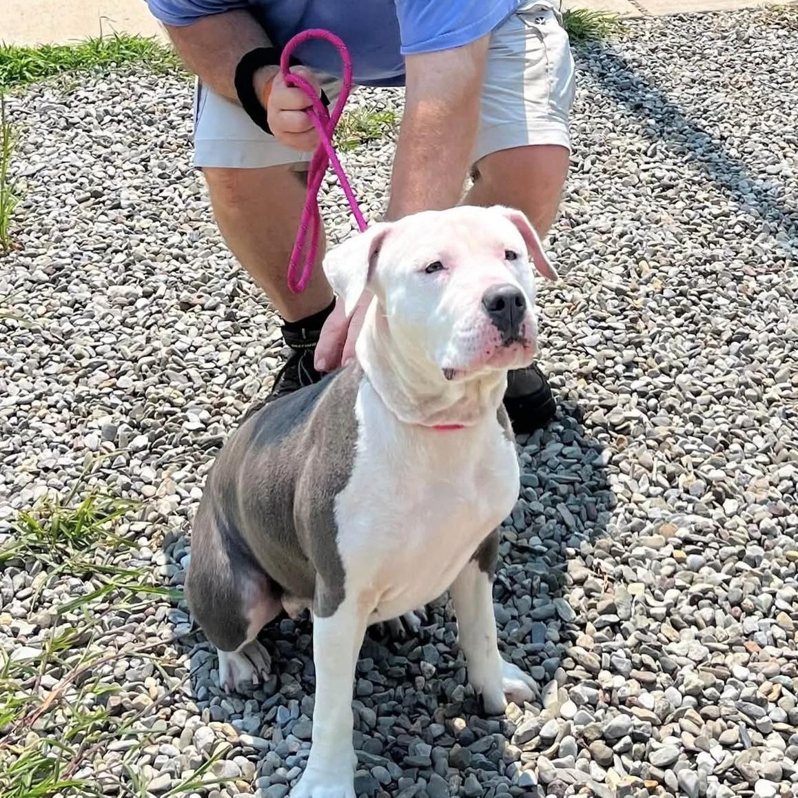 Wiggles, a ADOPTABLE mixed breed in Jackson , NJ image 2/3