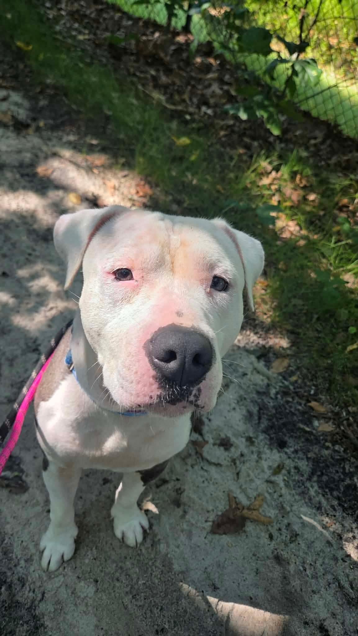 Wiggles, a ADOPTABLE mixed breed in Jackson , NJ image 1/3