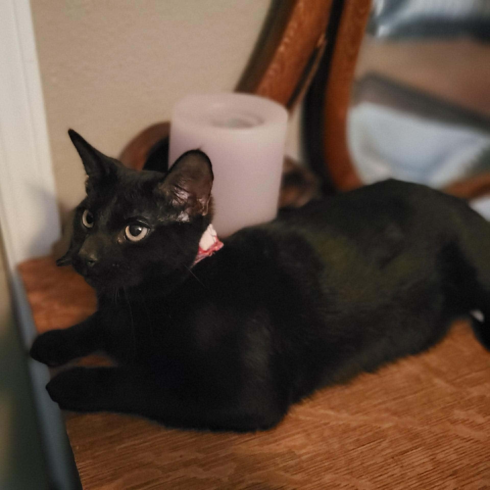 Ozzy, adopted, Young Male Domestic Short Hair.