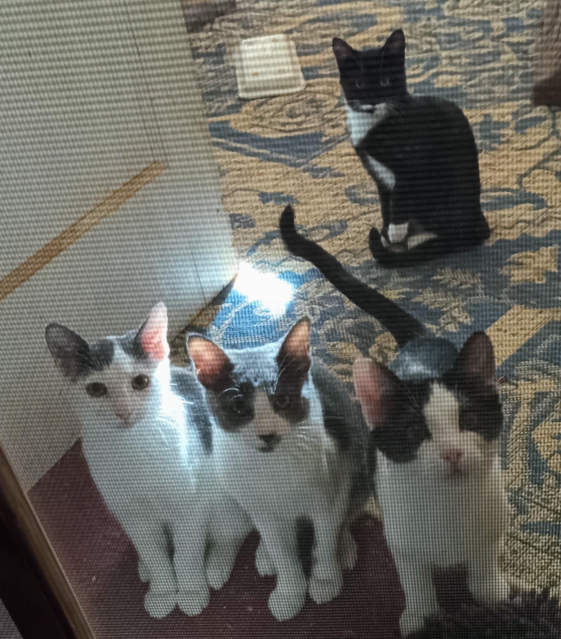 Sarah Conner, Adoptable, Young Female American Shorthair.