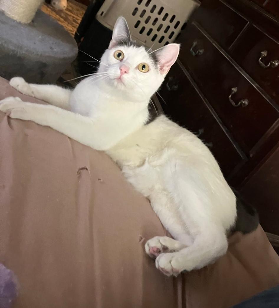 Enlarge Sarah Conner, a Adoptable American Shorthair in Choctaw, OK image 2/3