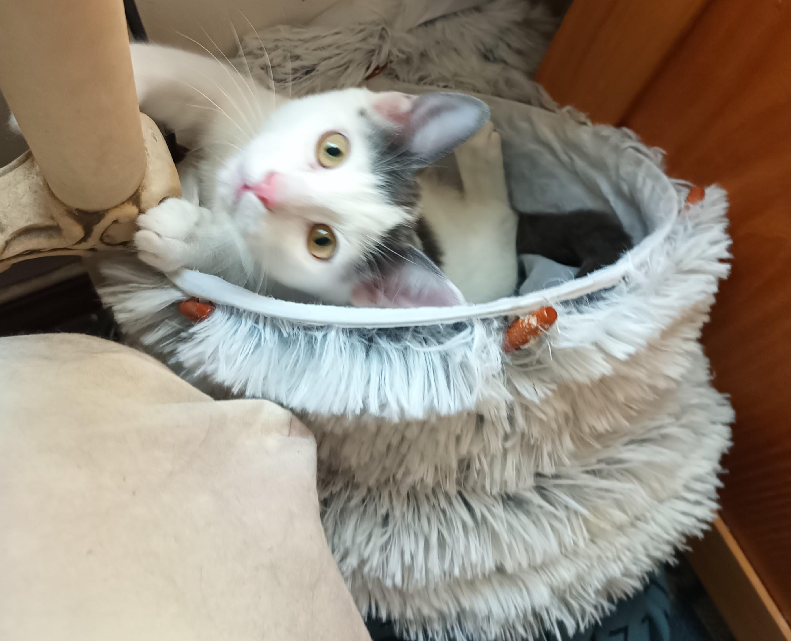 Enlarge Sarah Conner, a Adoptable American Shorthair in Choctaw, OK image 3/3