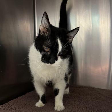 Enlarge Bessie, a Adoptable Domestic Short Hair in Edwardsville, IL image 1/1