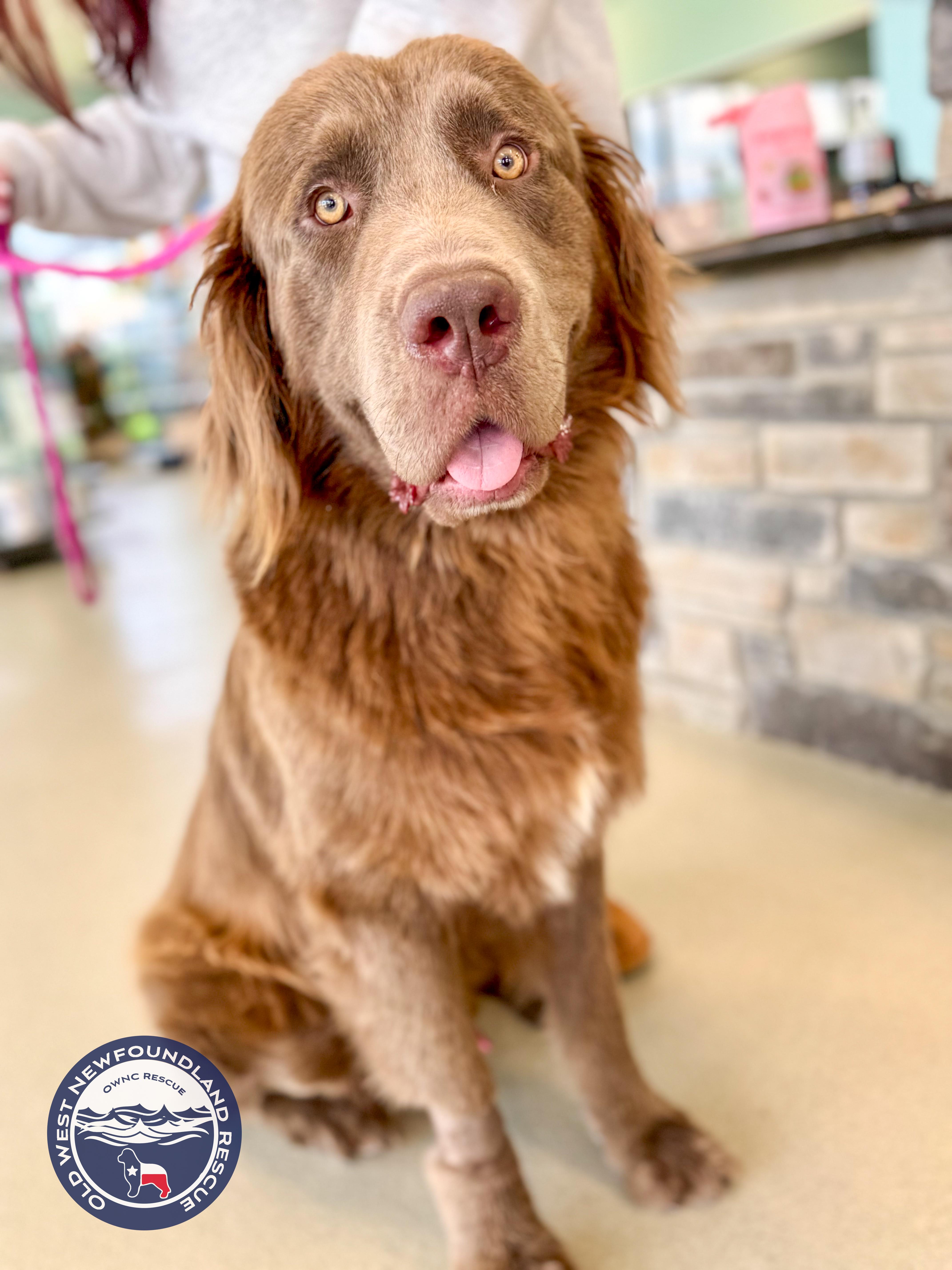 Franky, adopted, Young Male Newfoundland Dog.