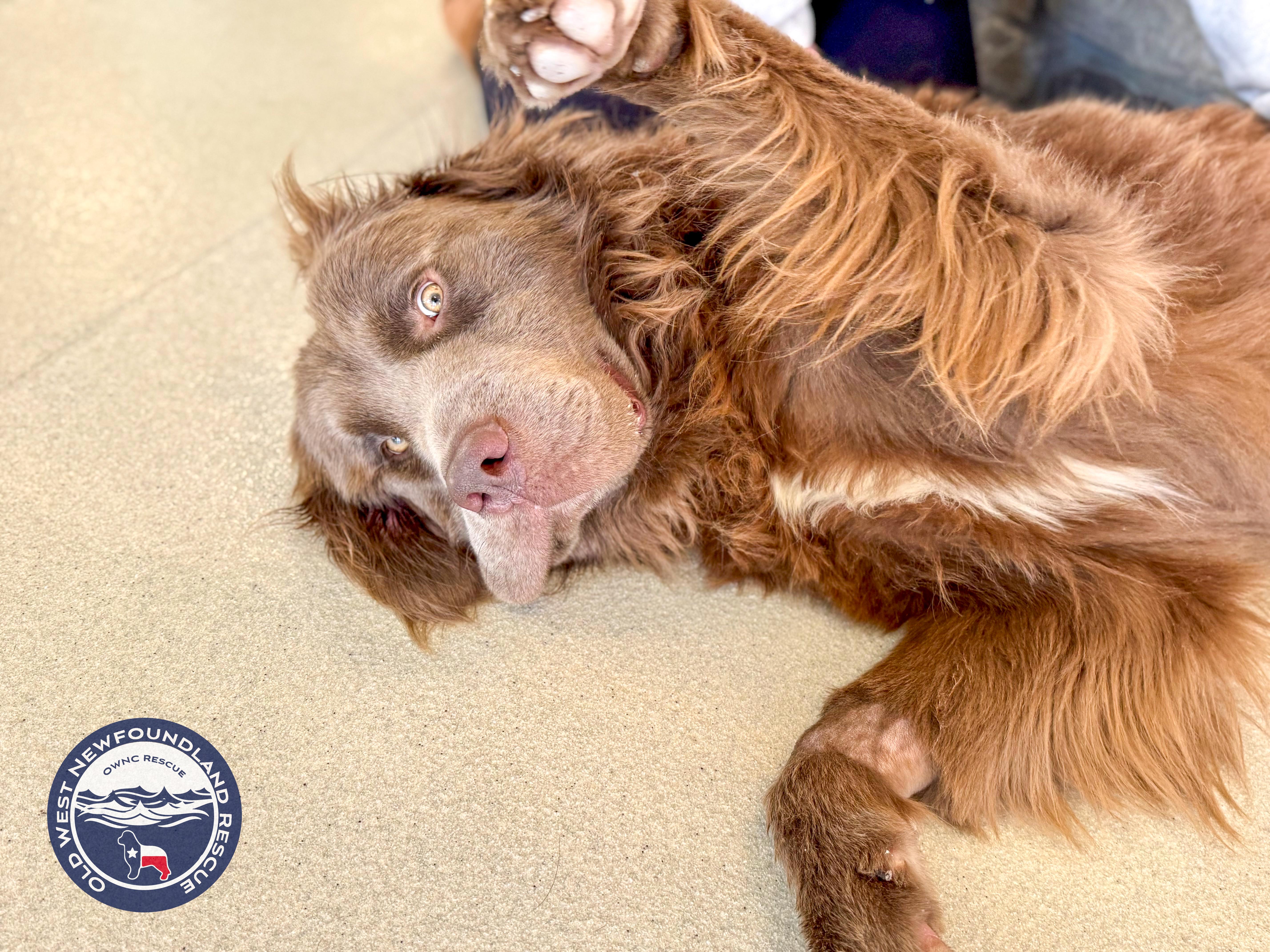 Enlarge Franky, an adopted Newfoundland Dog in Magnolia, TX image 3/4