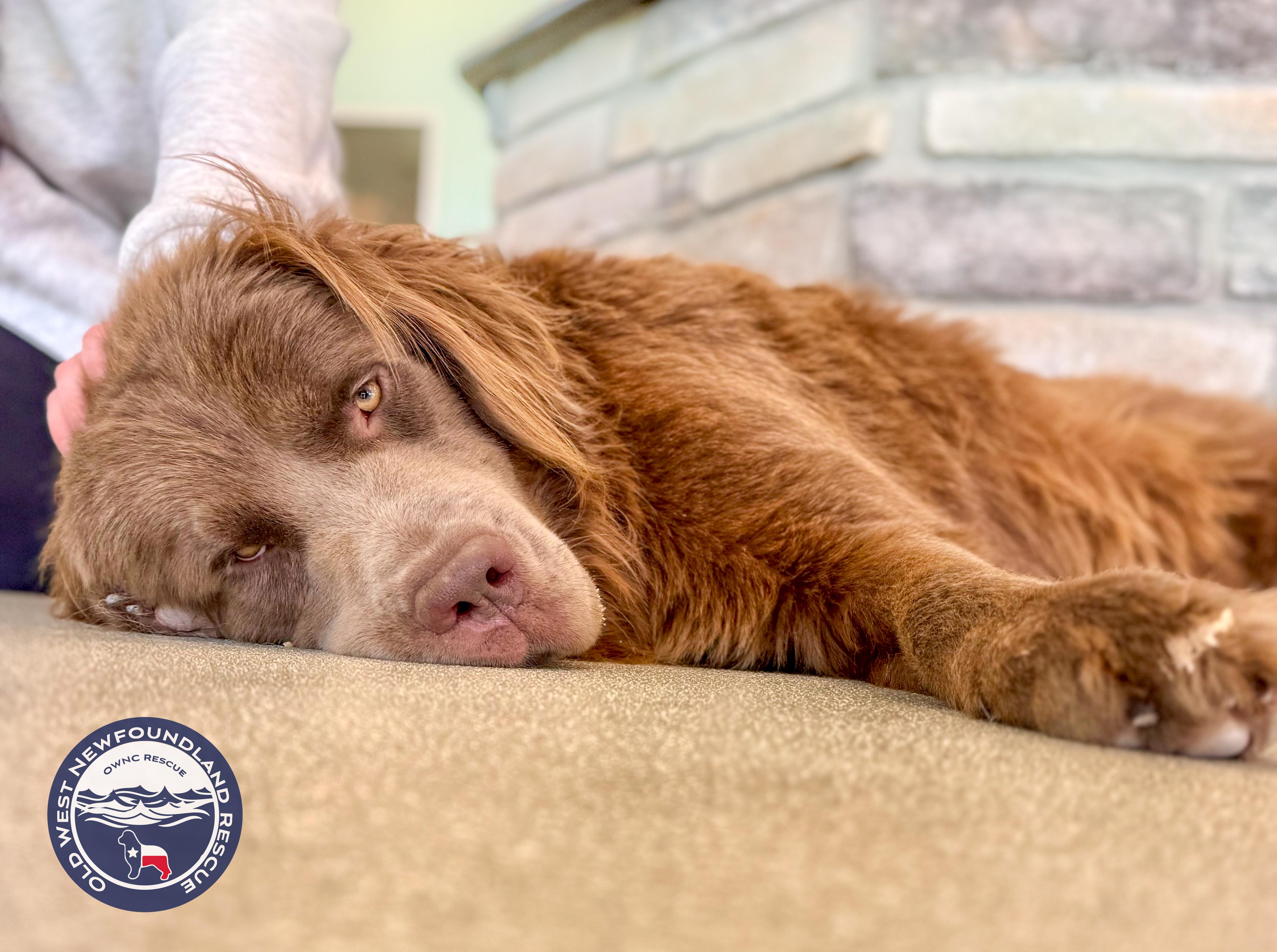 Enlarge Franky, an adopted Newfoundland Dog in Magnolia, TX image 4/4