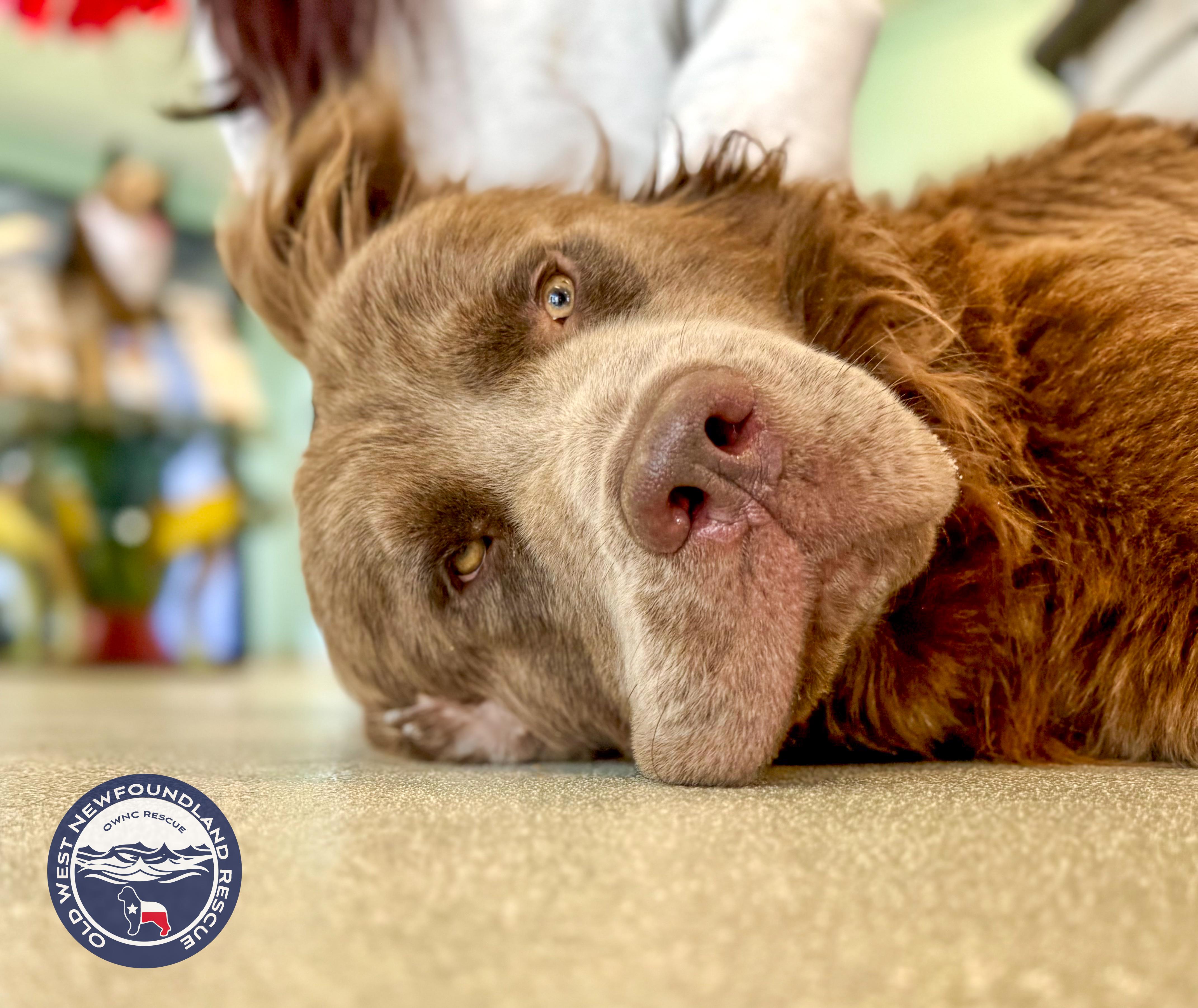 Enlarge Franky, an adopted Newfoundland Dog in Magnolia, TX image 2/4