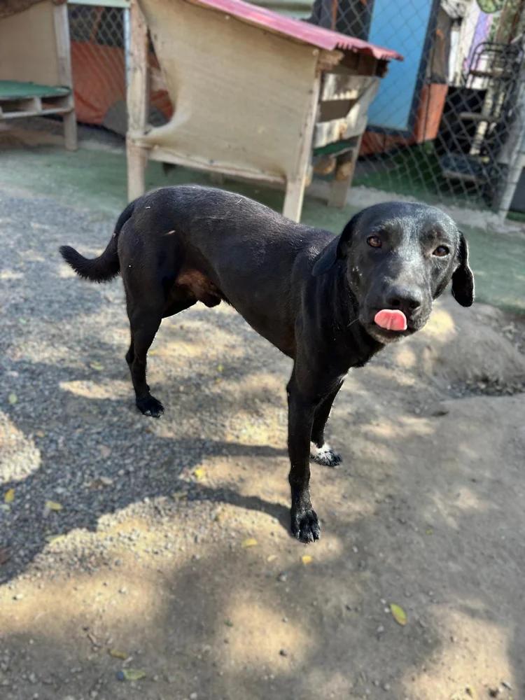 Romeo — thumbnail 2