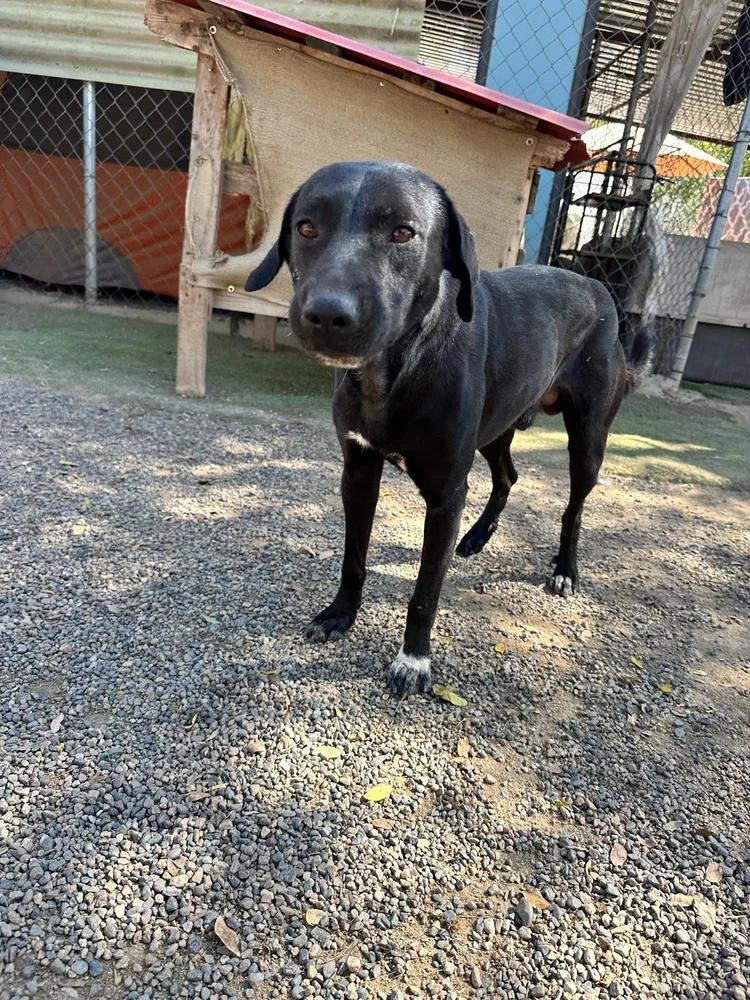 Romeo — thumbnail 5