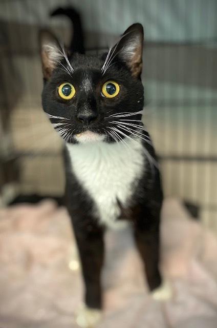 Tiago, Adoptable, Adult Male Domestic Short Hair.