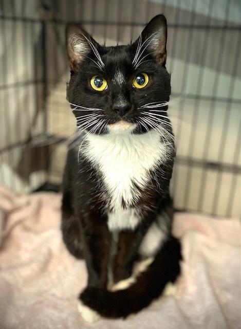 Tiago, a Adoptable Domestic Short Hair in Duxbury, MA image 2/2
