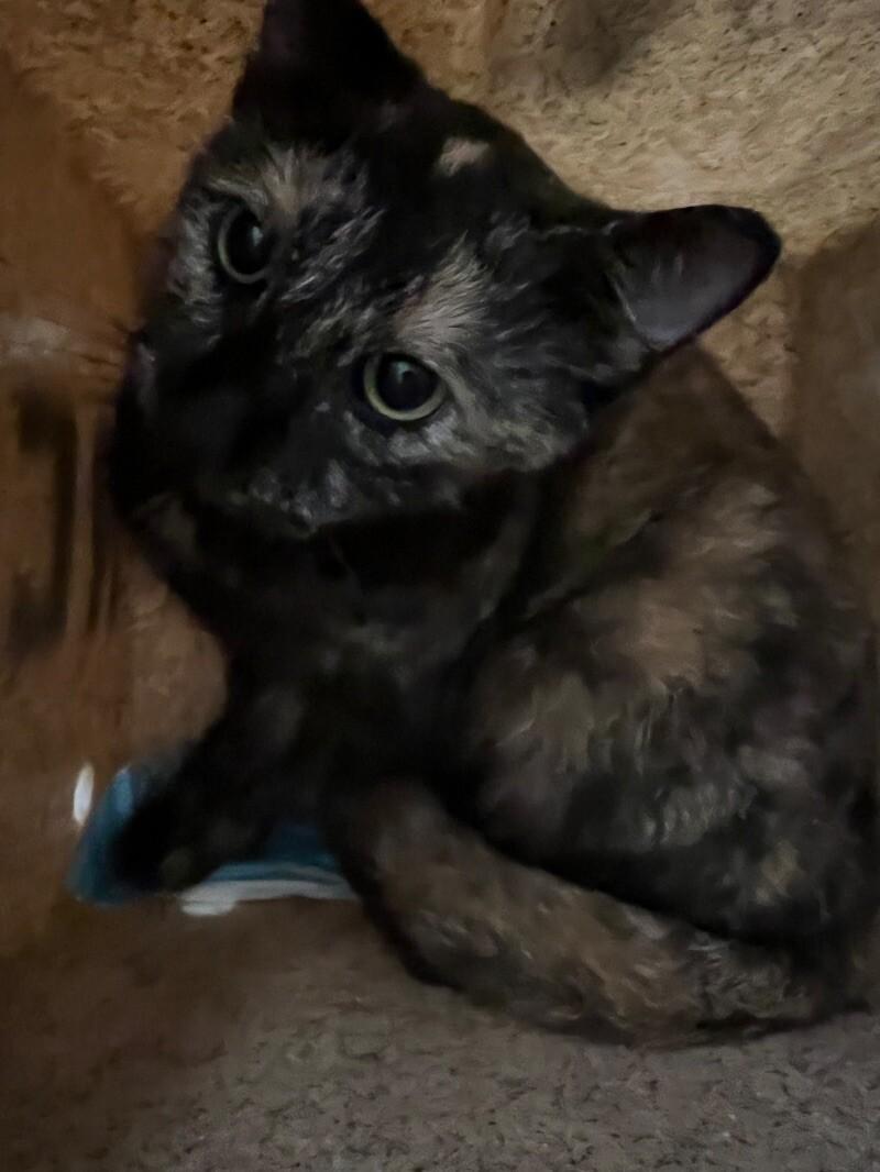 Enlarge Ephra, a Adoptable Domestic Short Hair in Roanoke, VA image 1/4