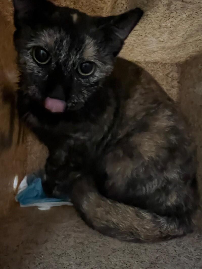 Enlarge Ephra, a Adoptable Domestic Short Hair in Roanoke, VA image 2/4