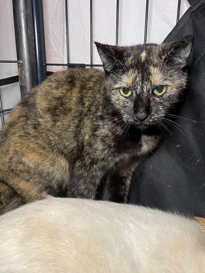 Enlarge Ephra, a Adoptable Domestic Short Hair in Roanoke, VA image 4/4