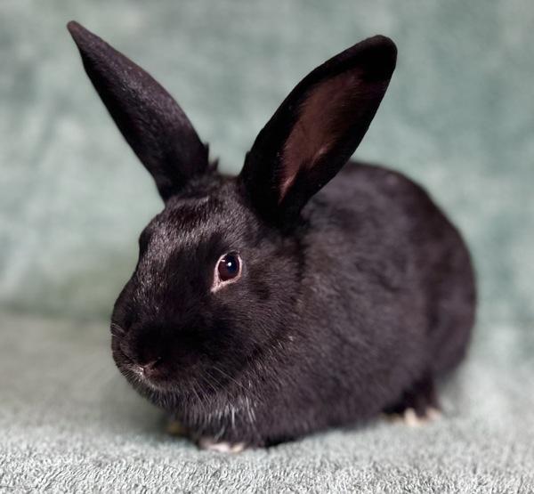 Clarice, Adoptable, Baby Female Rex.