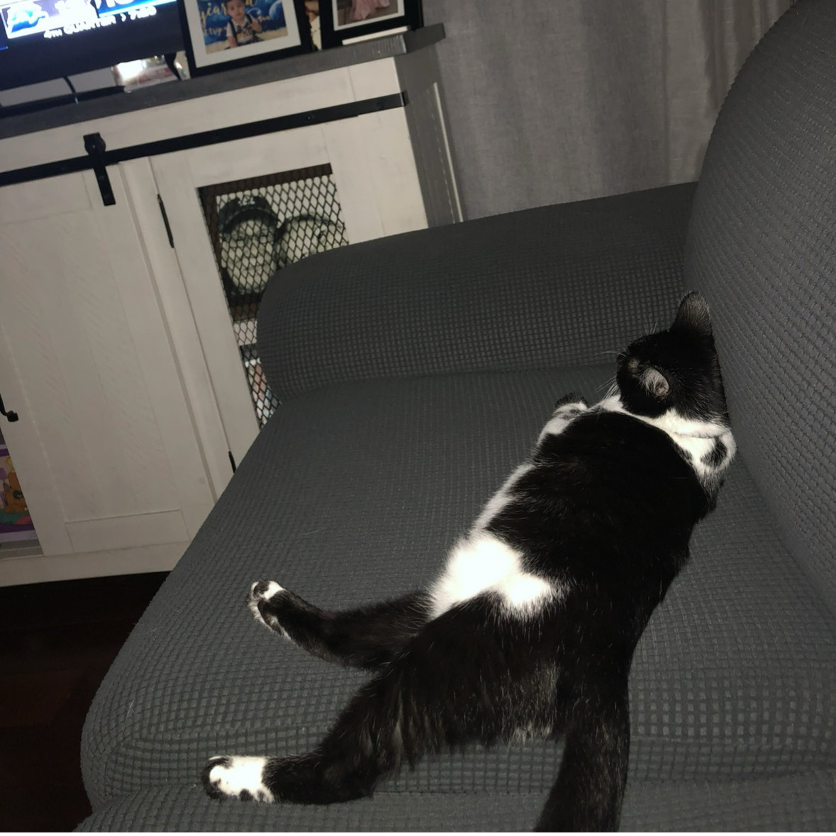 FIG, Adoptable, Kitten Male Tuxedo.