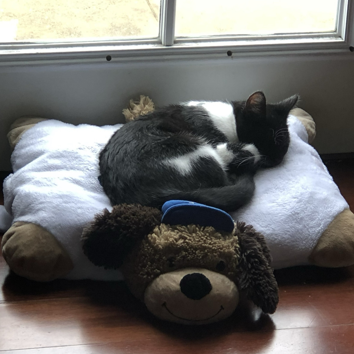 Enlarge FIG, a Adoptable Tuxedo in Los Angeles, CA image 2/4