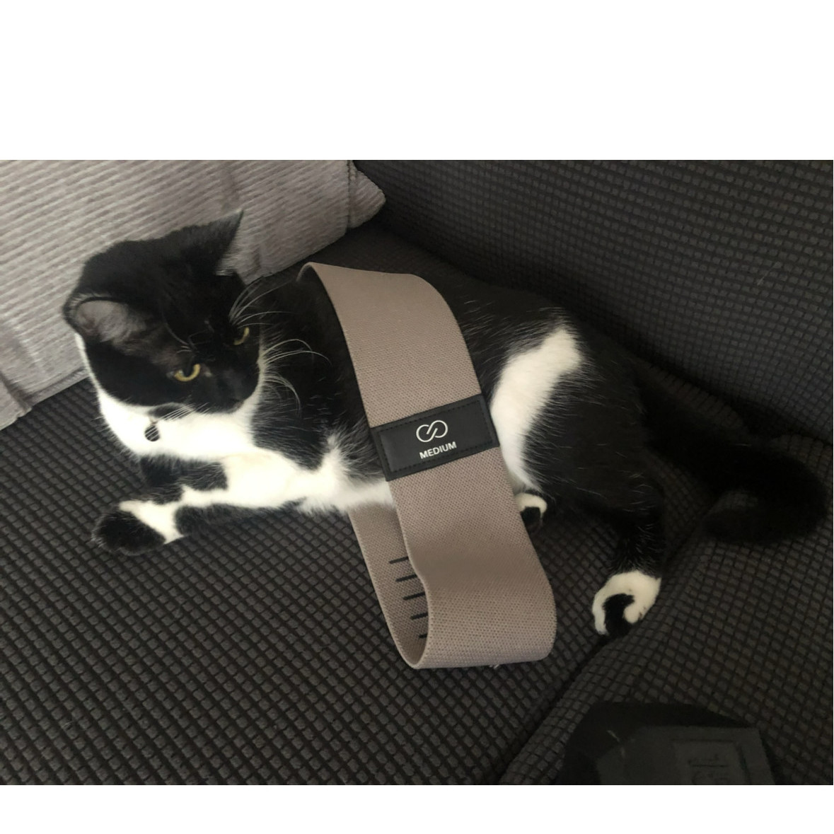 Enlarge FIG, a Adoptable Tuxedo in Los Angeles, CA image 3/4