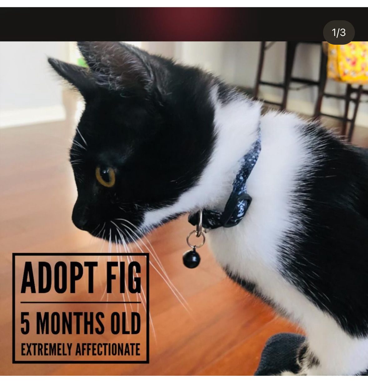 Enlarge FIG, a Adoptable Tuxedo in Los Angeles, CA image 4/4