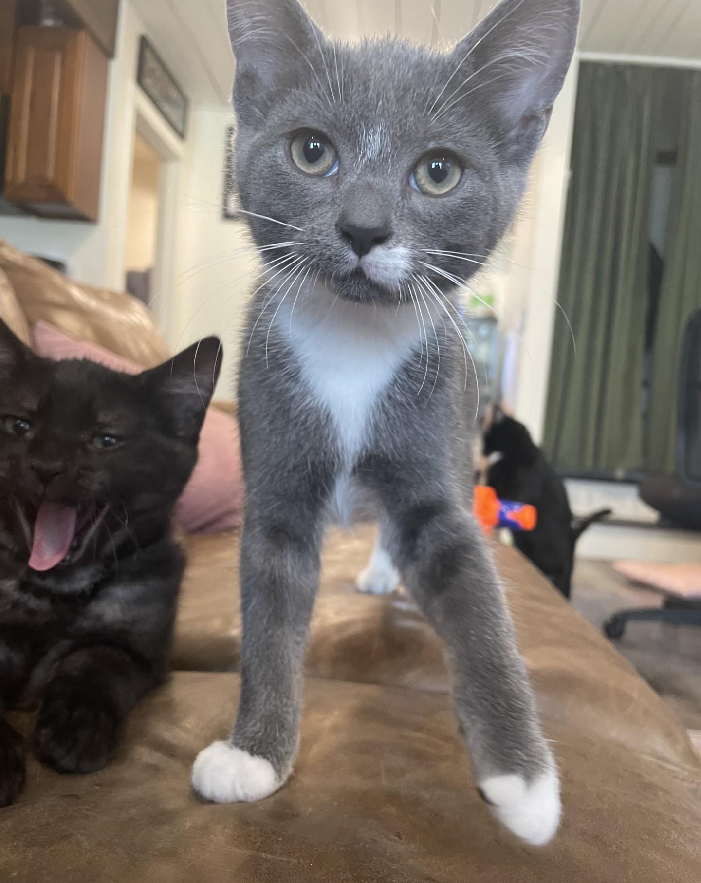 Sonny, adopted, Kitten Male Domestic Short Hair.