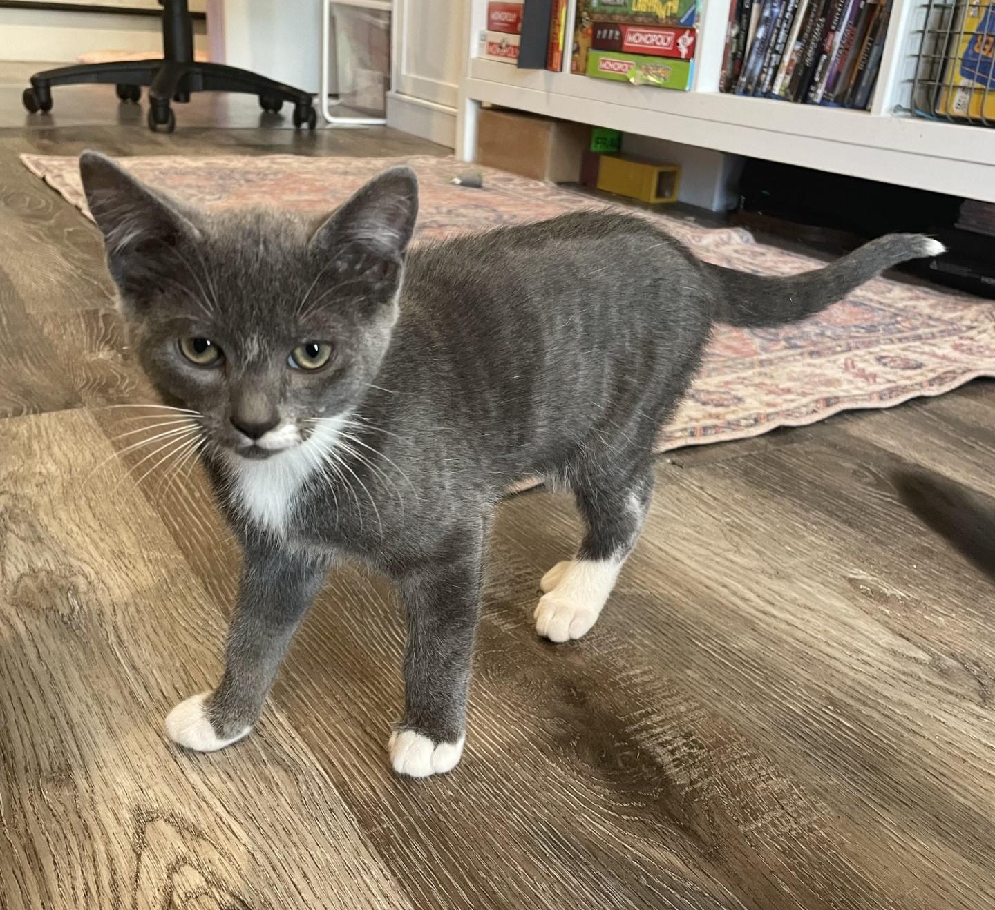 Enlarge Sonny, an adopted Domestic Short Hair in Puyallup, WA image 3/4