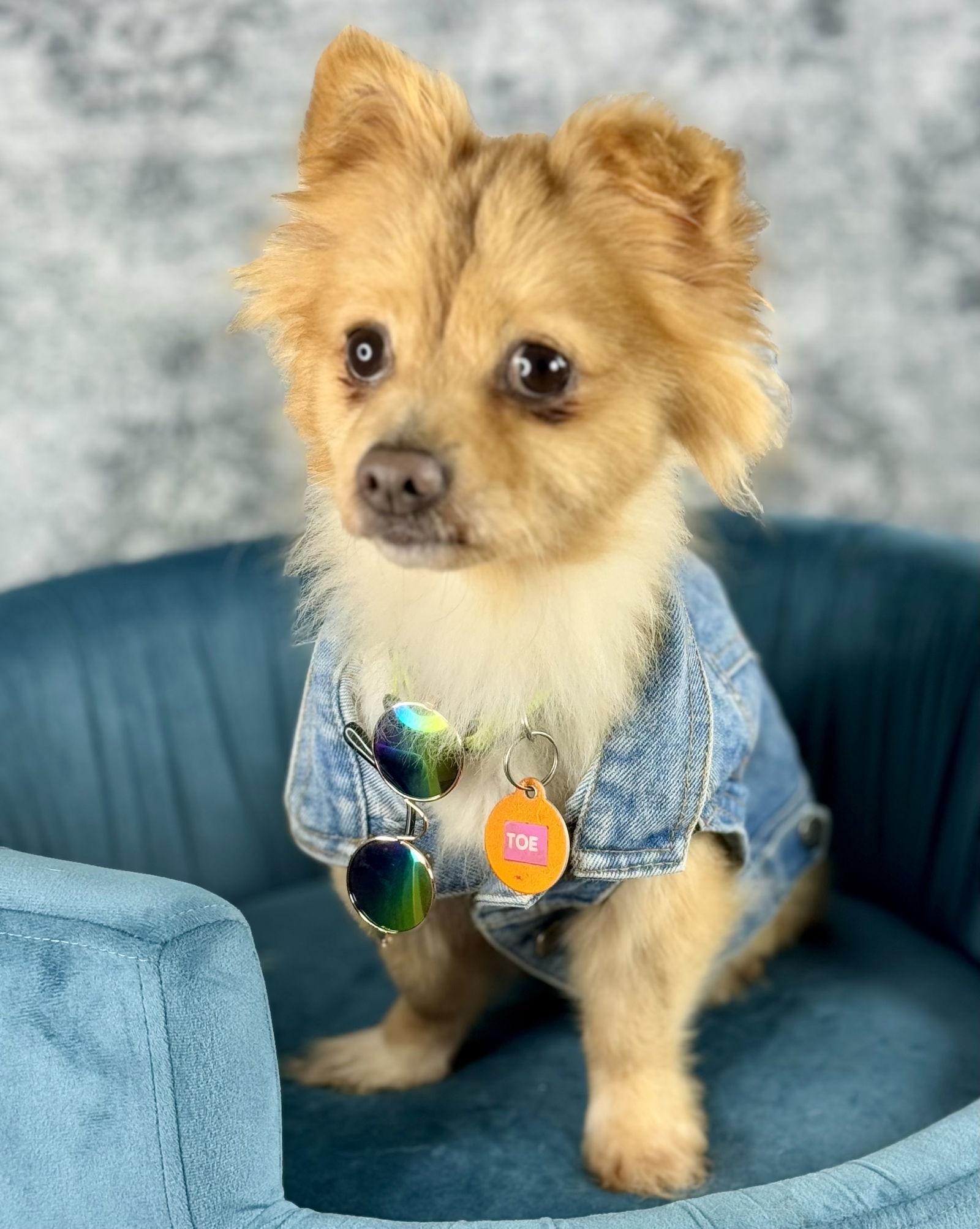 Toe Beans, Adoptable, Young Male Pomeranian.