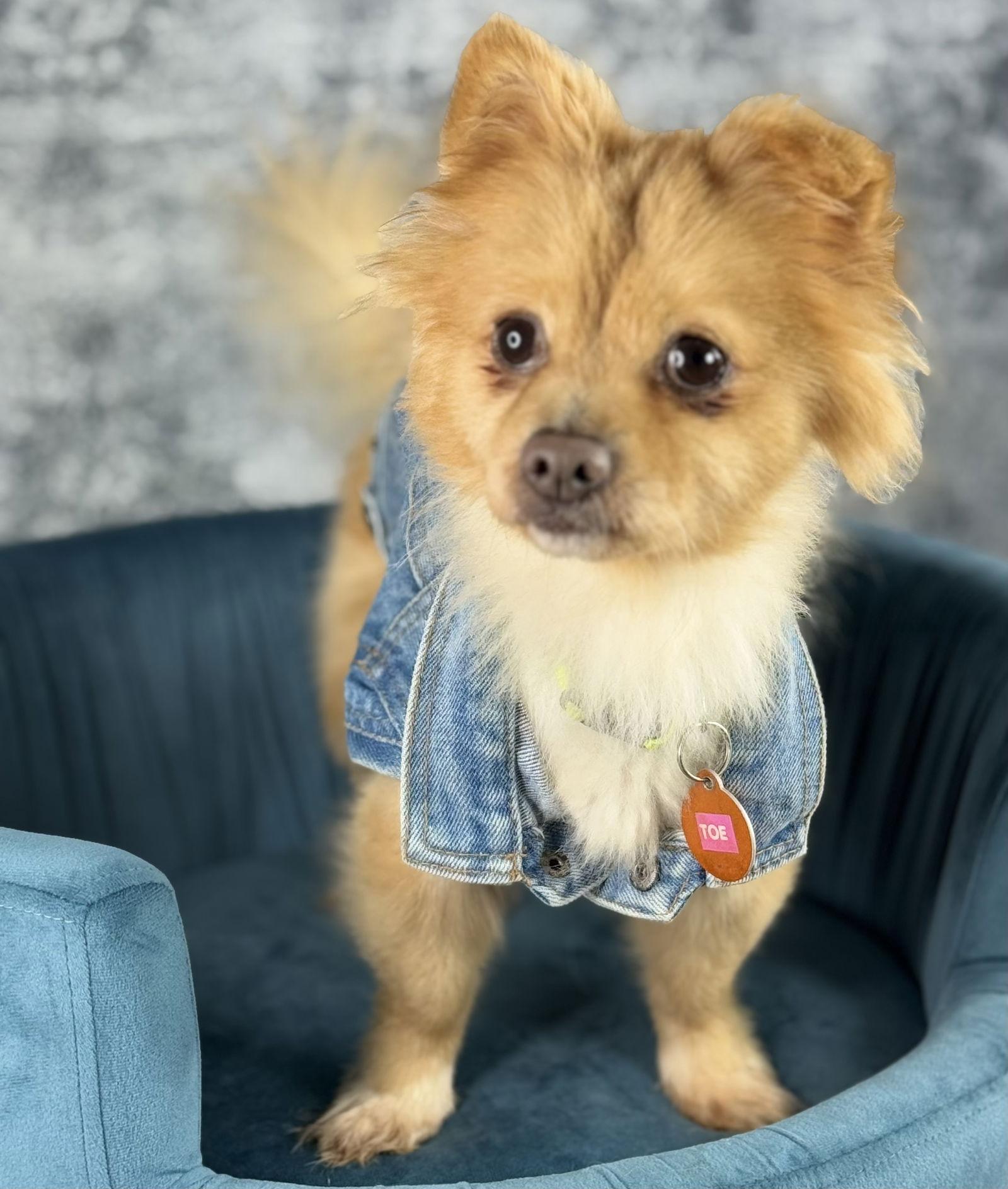 Enlarge Toe Beans, a Adoptable Pomeranian in Garland, TX image 3/3