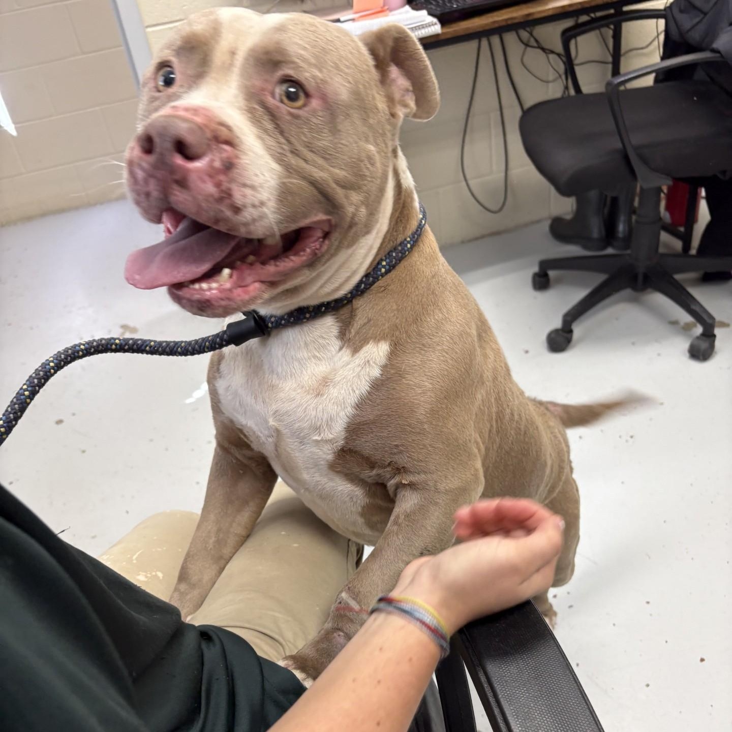 Enlarge Tucker, a Adoptable Pit Bull Terrier in Elberon, VA image 1/1