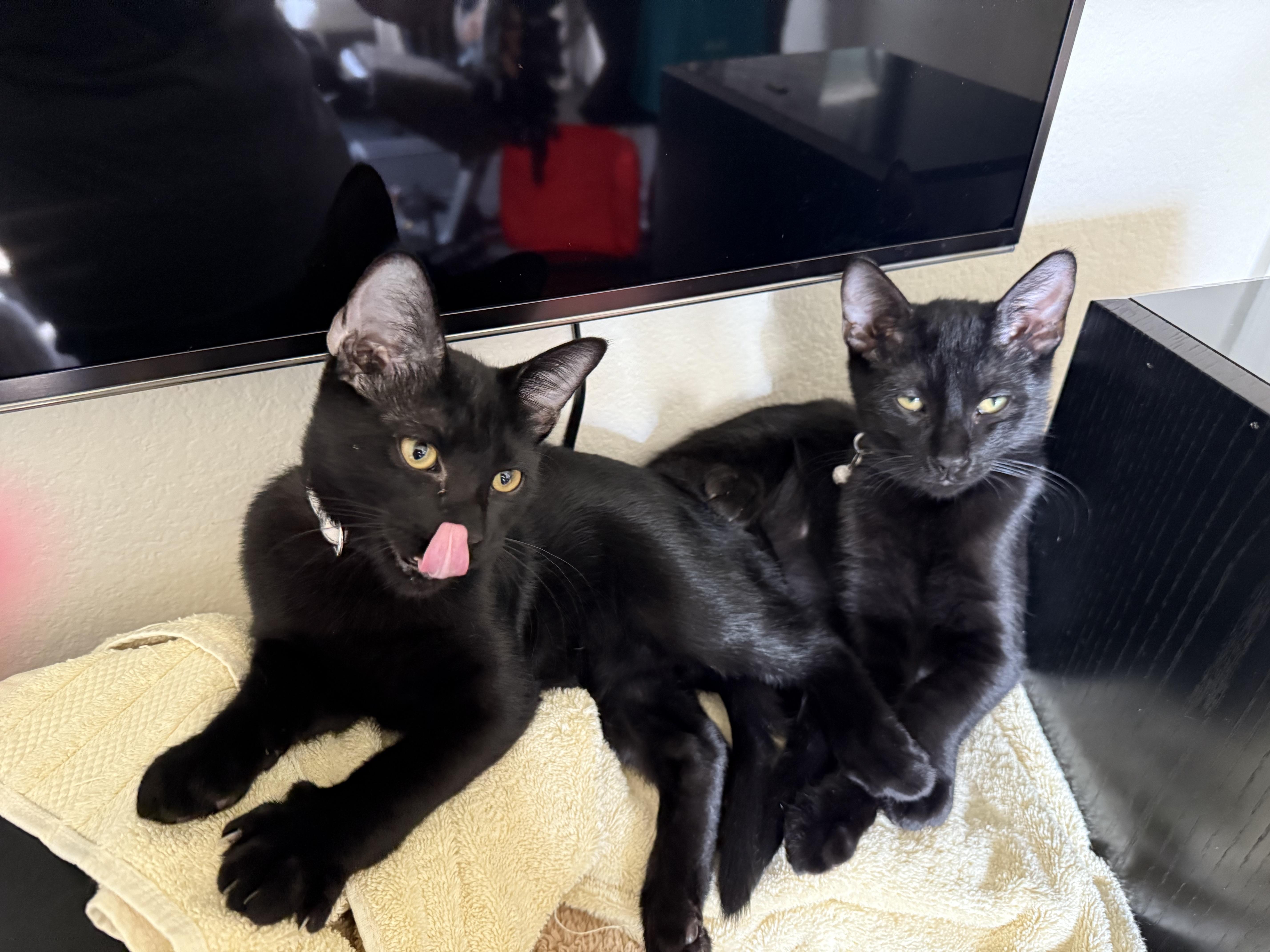 Merlin & Jasper