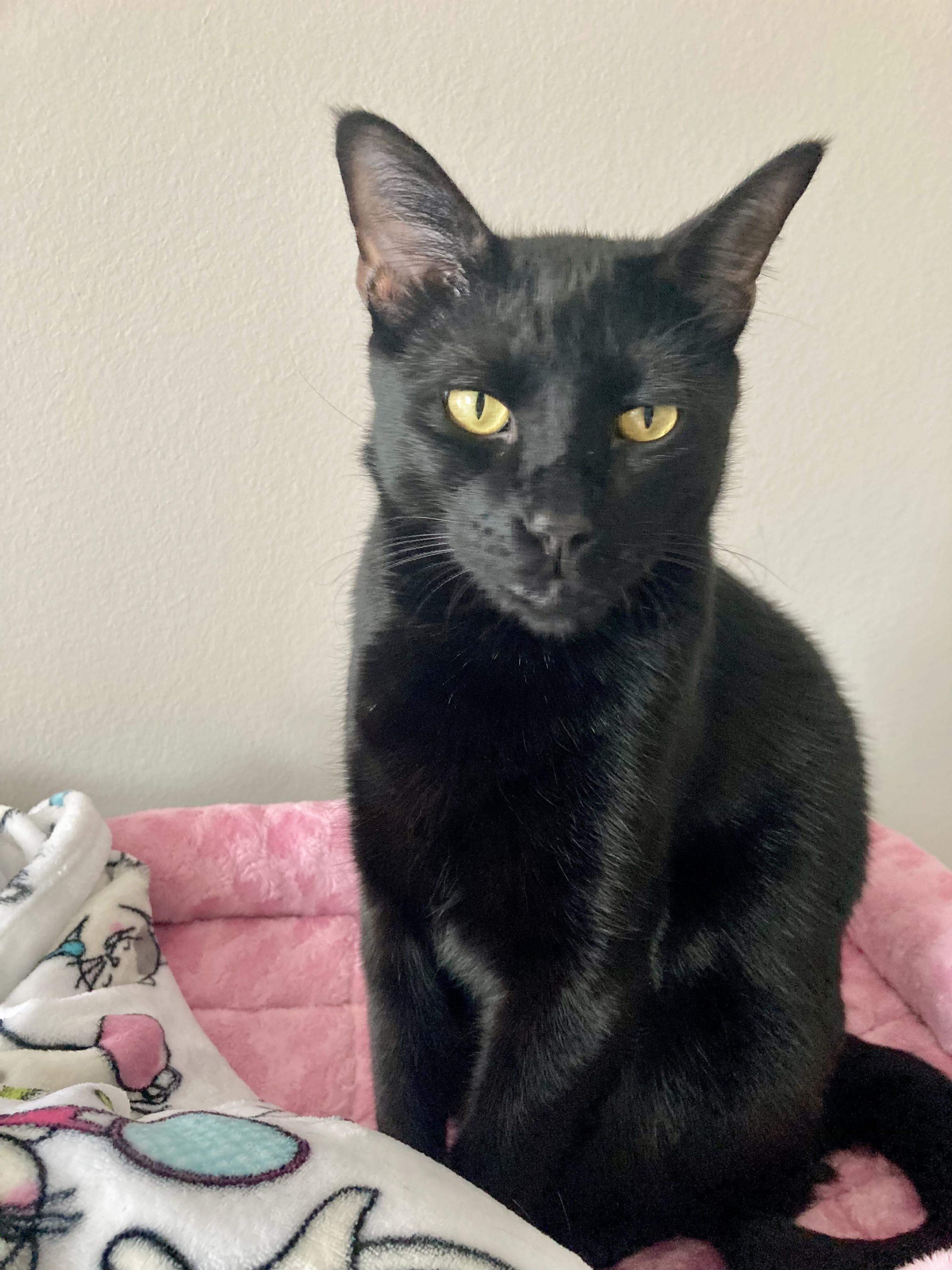 Enlarge Jasper & Merlin, a Adoptable mixed breed in Parker, TX image 2/6