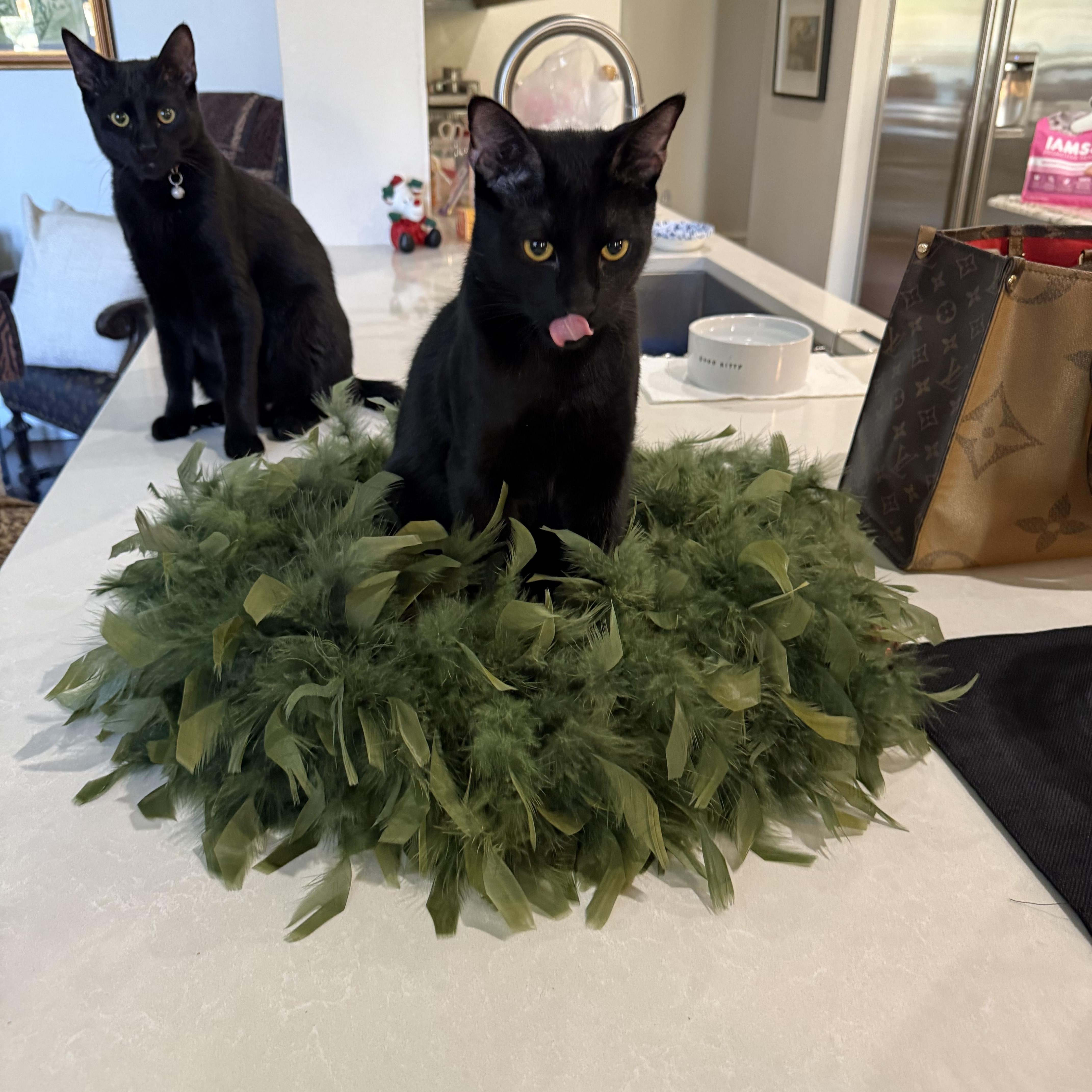 Enlarge Jasper & Merlin, a Adoptable mixed breed in Parker, TX image 5/6